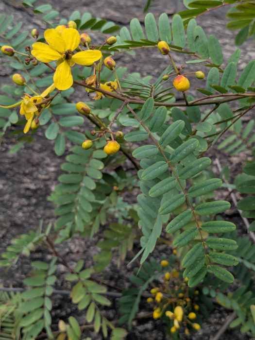 Senna montana