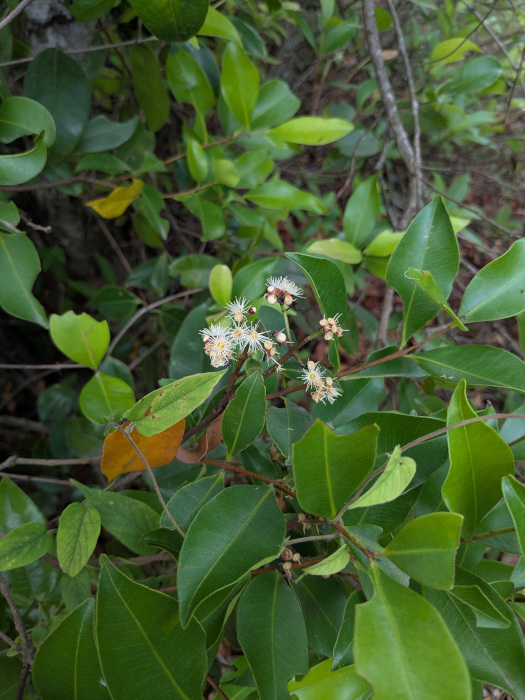 Syzygium caryophyllatum