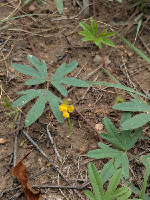 Vigna aconitifolia
