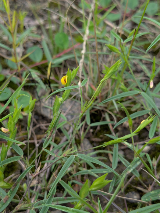 Zornia diphylla